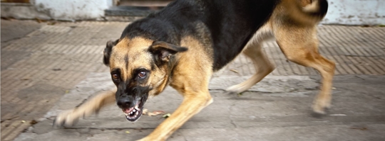 Vicious German shepherd baring teeth